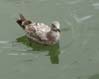 19gull00125