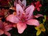 23lily00222