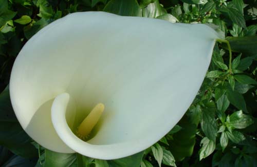 24calla00265