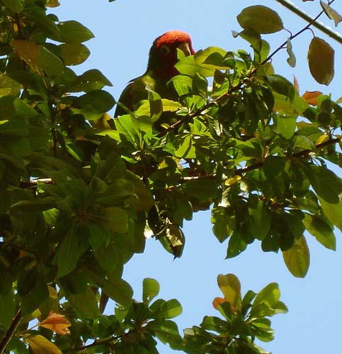 24parrot00261