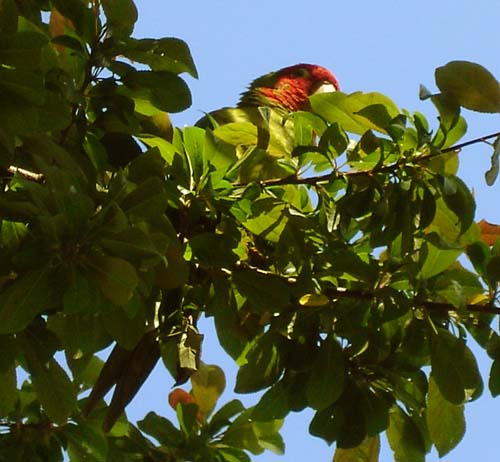 24parrot00263