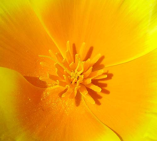 24poppy00252