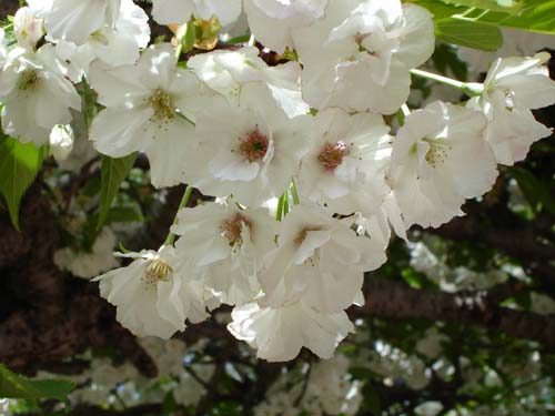 25blossoms00288