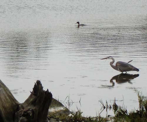 26birds00320