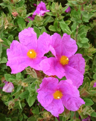 26bridgeflowers00324