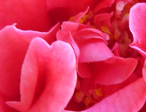 28camellia00401