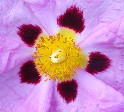 28flower00389