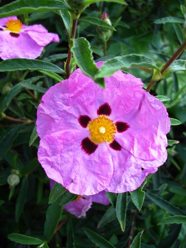 28flower00390