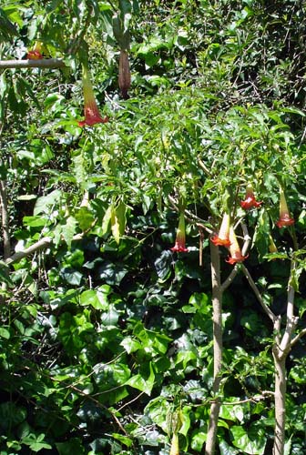 28flowers00358
