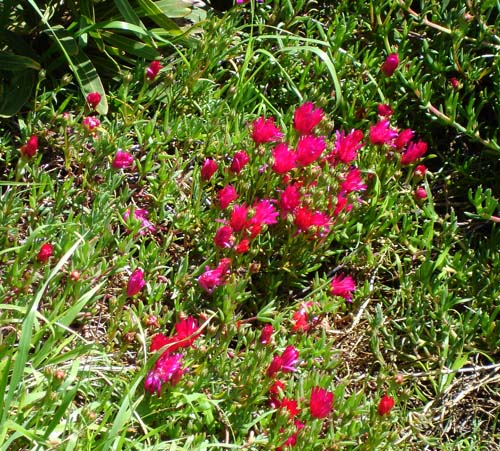 28flowers00374
