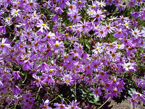 28flowers00378