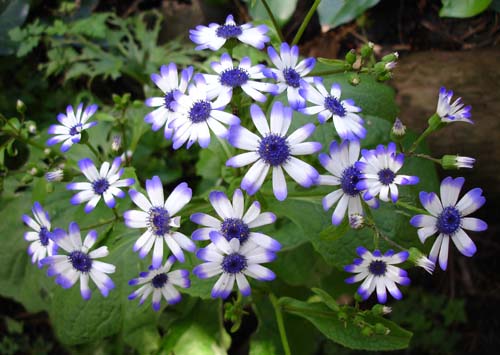28flowers00380