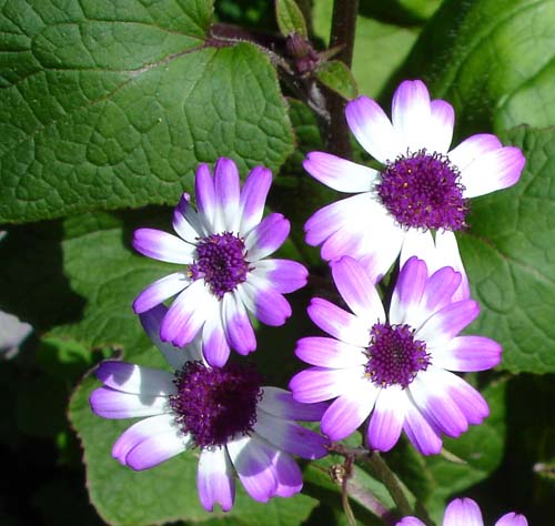 28flowers00381