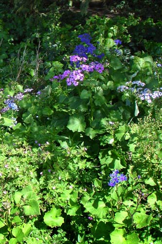 28flowers00383