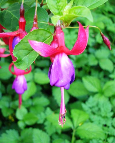 28fuschia00402
