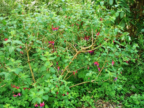 28fuschia00404