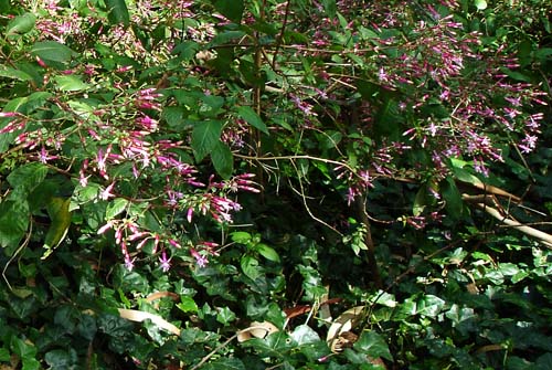 28fuschia00405