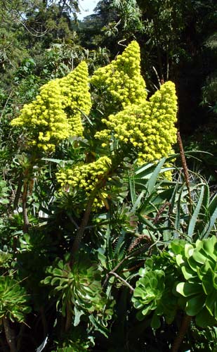 28succulents00363