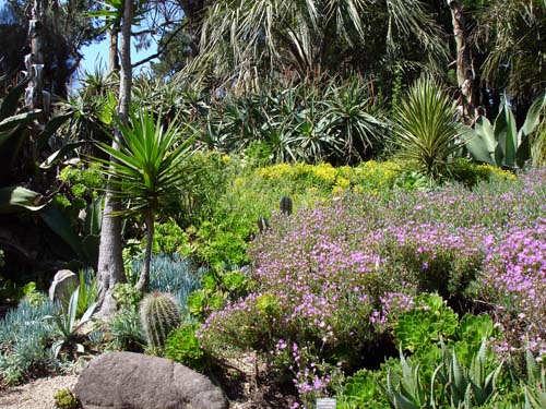 28succulents00366