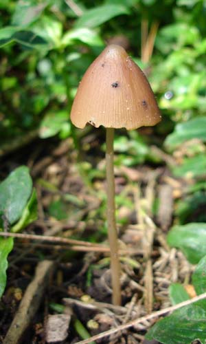 28toadstool00386
