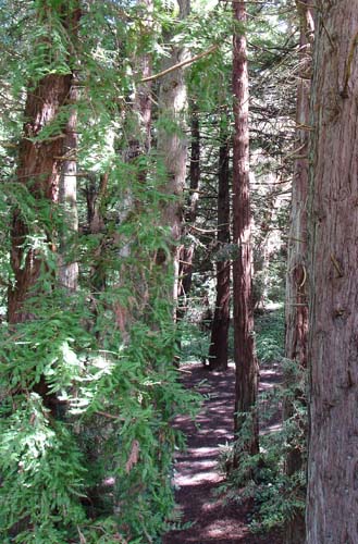 28trees00354