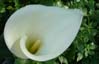 24calla00265