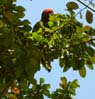 24parrot00261