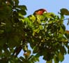 24parrot00263