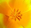24poppy00252