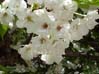 25blossoms00288