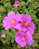26bridgeflowers00324