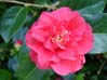 28camellia00396