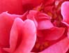 28camellia00401