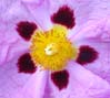 28flower00389