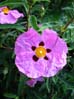 28flower00390