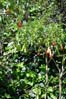 28flowers00358