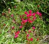 28flowers00374