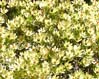 28flowers00375