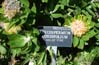 28flowers00377