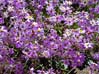28flowers00378