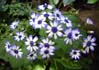 28flowers00380