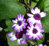 28flowers00381