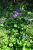 28flowers00383