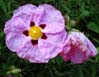 28flowers00391