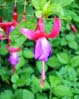28fuschia00402
