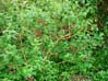 28fuschia00404