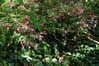 28fuschia00405