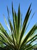 28succulent00364