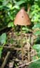 28toadstool00386