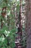 28trees00354